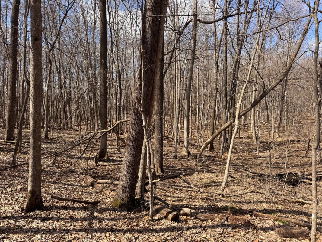 Land at 2339 150th 150th Street, Luck, WI 54853 — photo 11