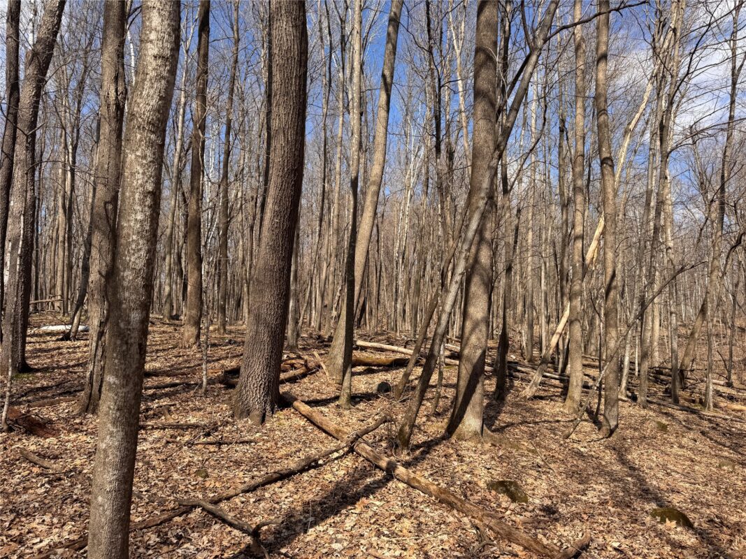 Land at 2339 150th 150th Street, Luck, WI 54853 — photo 12