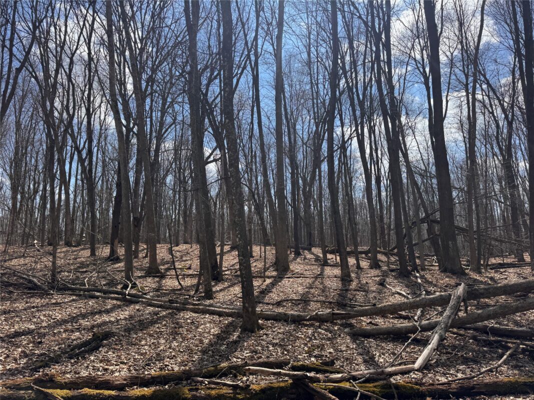 Land at 2339 150th 150th Street, Luck, WI 54853 — photo 13