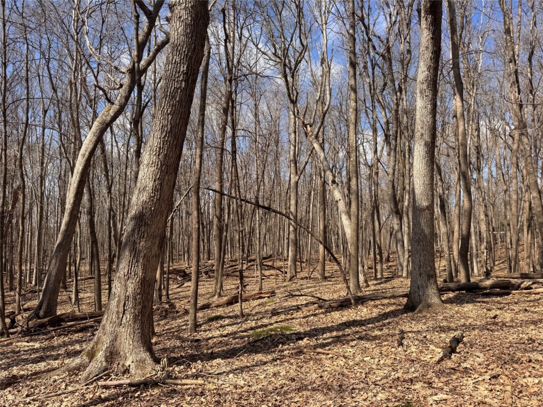 Land at 2339 150th 150th Street, Luck, WI 54853 — photo 16