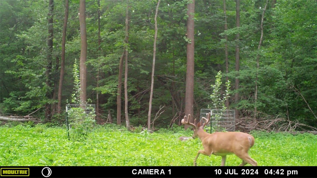 Land at 2339 150th 150th Street, Luck, WI 54853 — photo 2