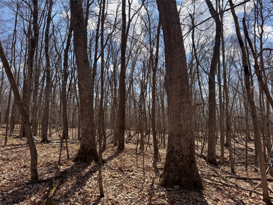 Land at 2339 150th 150th Street, Luck, WI 54853 — photo 21