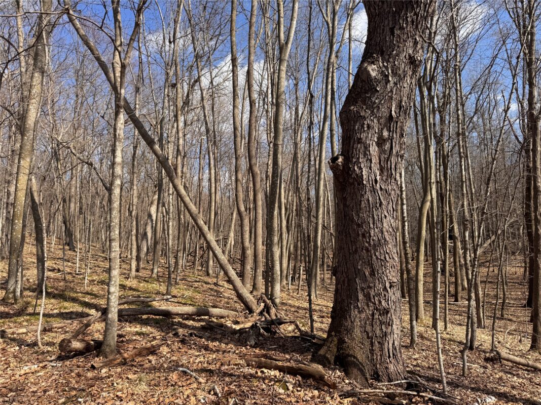 Land at 2339 150th 150th Street, Luck, WI 54853 — photo 27