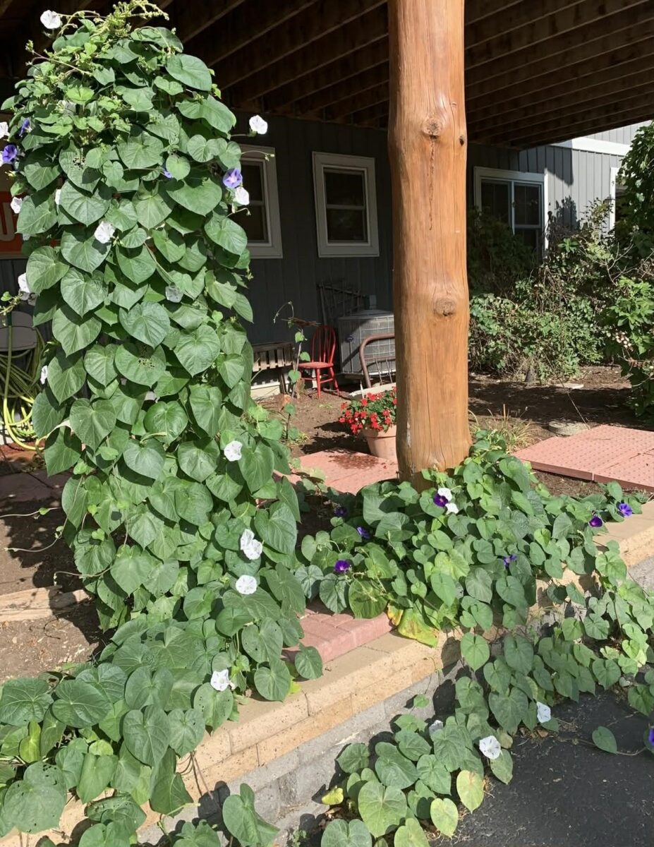 23566 Adams Street Independence WI 54747 — photo 45