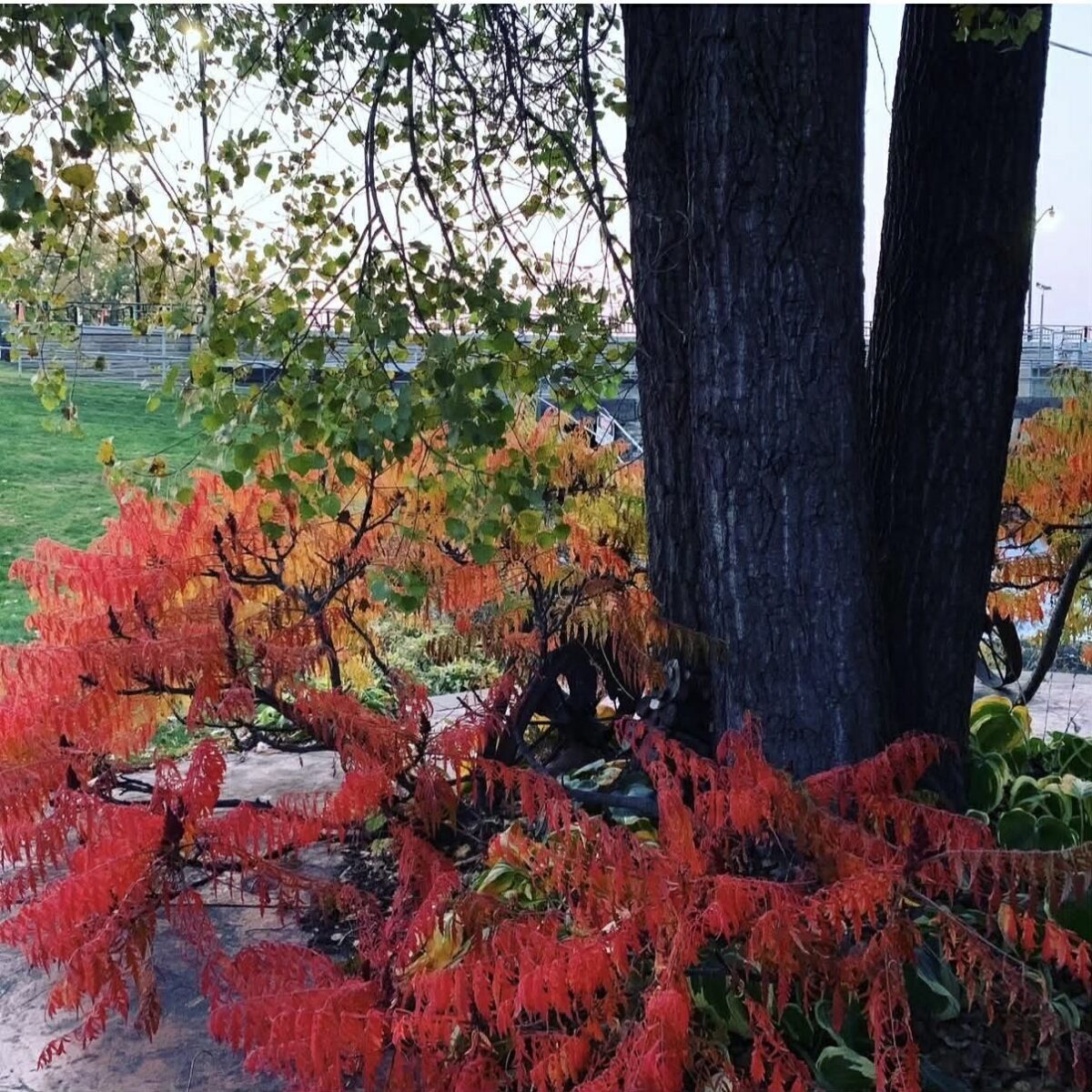 23566 Adams Street Independence WI 54747 — photo 46