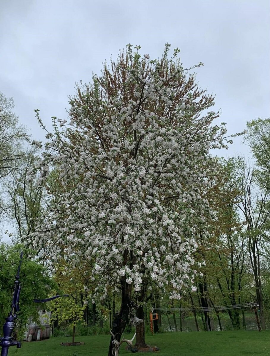 23566 Adams Street Independence WI 54747 — photo 49