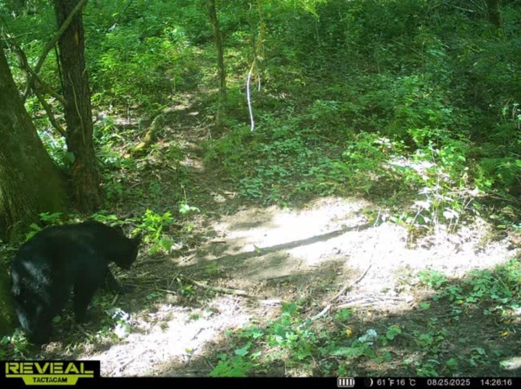 31.69 Acres 80th Avenue, Colfax, WI — photo 23