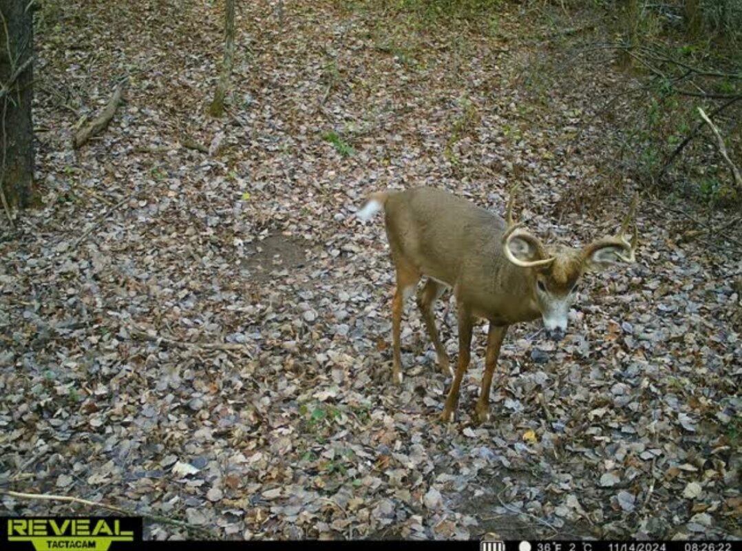 31.69 Acres 80th Avenue, Colfax, WI — photo 24