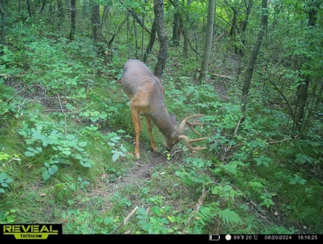 31.69 Acres 80th Avenue, Colfax, WI — photo 32