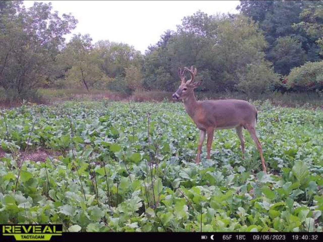 31.69 Acres 80th Avenue, Colfax, WI — photo 36