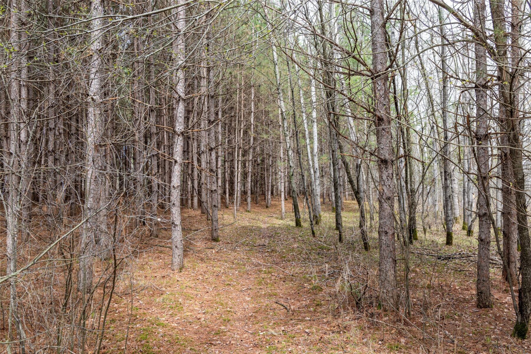 Land at 40 Acres Adams & Jones Road, Bruce, WI 54819 — photo 11