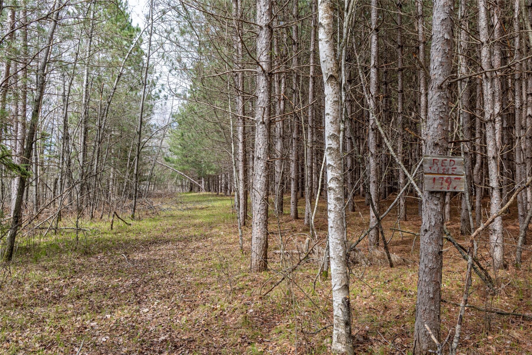 Land at 40 Acres Adams & Jones Road, Bruce, WI 54819 — photo 12
