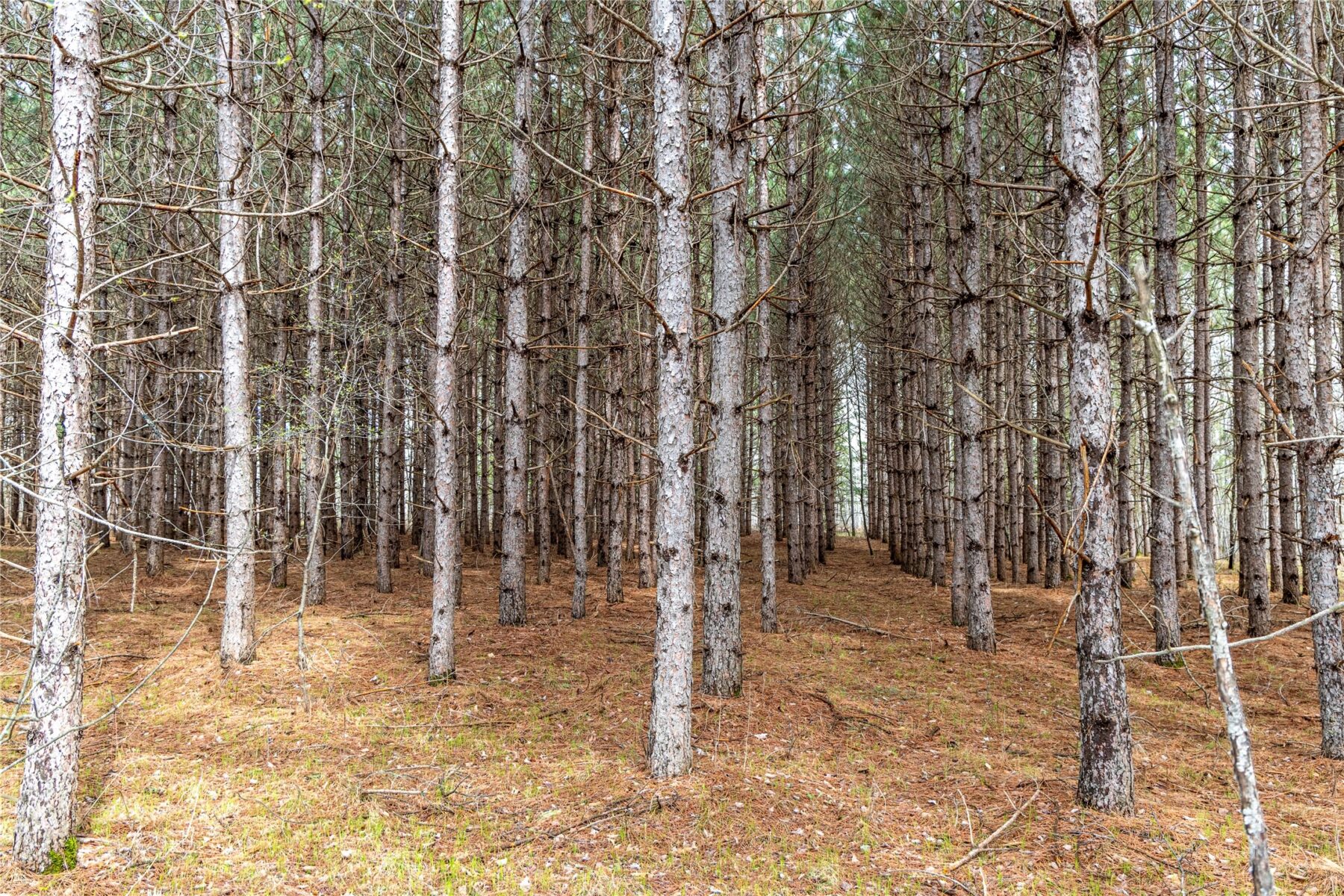Land at 40 Acres Adams & Jones Road, Bruce, WI 54819 — photo 13