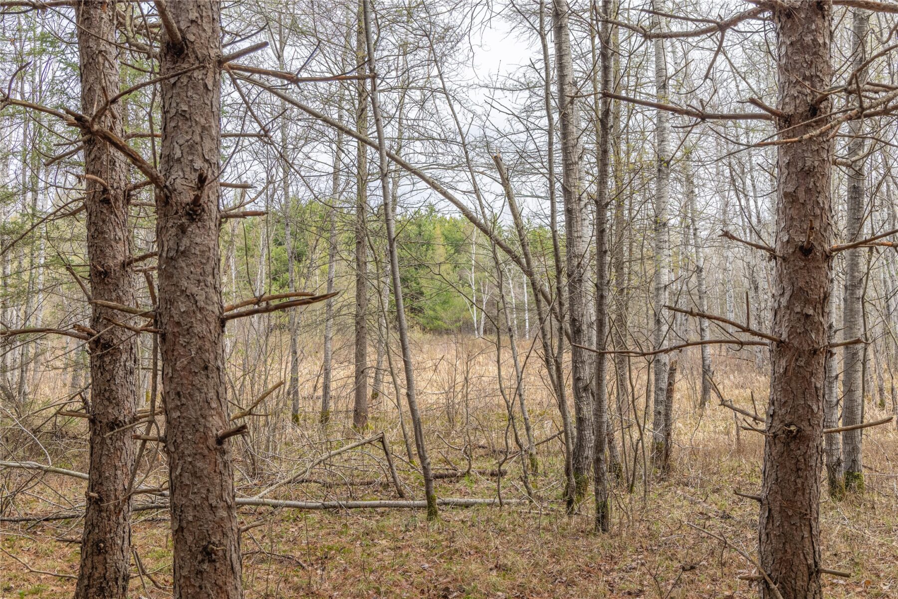 Land at 40 Acres Adams & Jones Road, Bruce, WI 54819 — photo 14