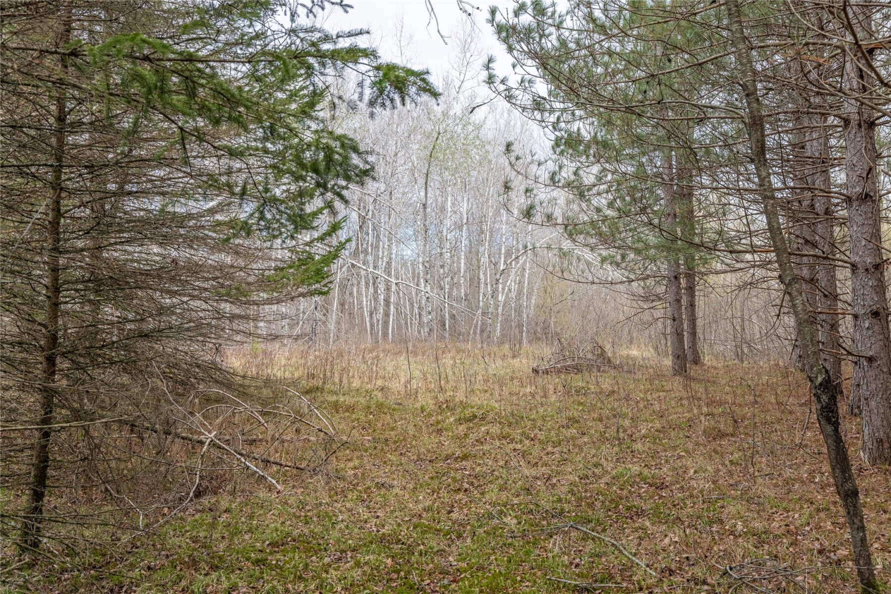 Land at 40 Acres Adams & Jones Road, Bruce, WI 54819 — photo 15