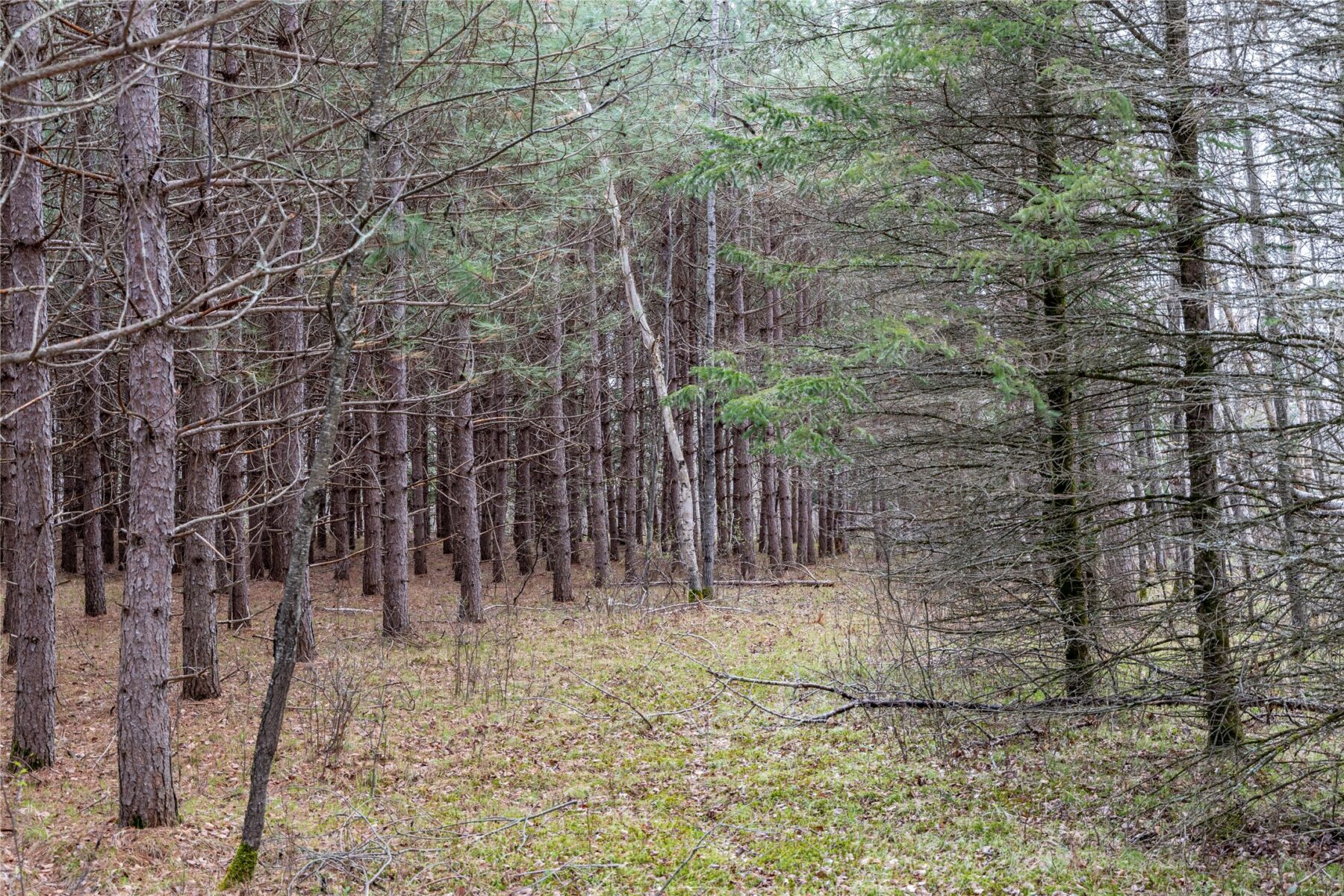 Land at 40 Acres Adams & Jones Road, Bruce, WI 54819 — photo 16