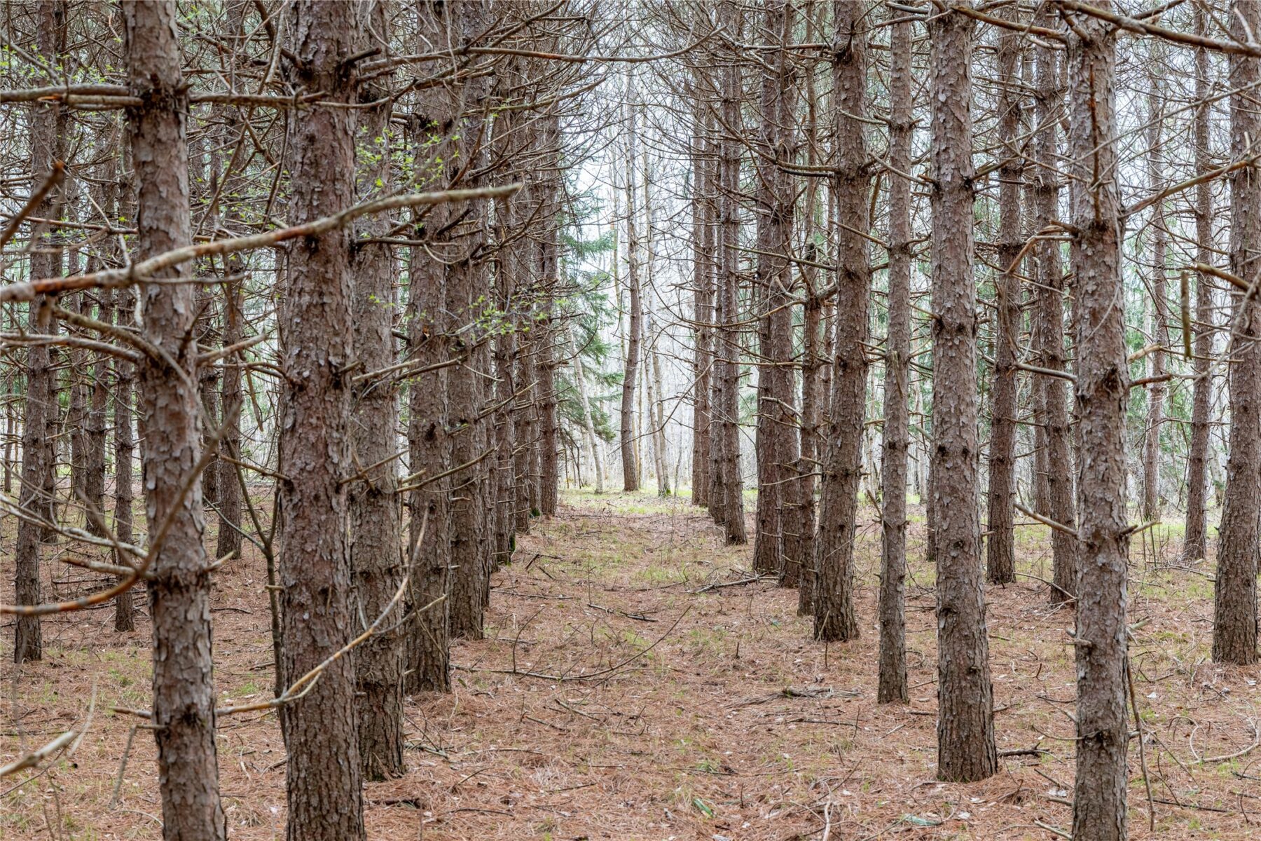 Land at 40 Acres Adams & Jones Road, Bruce, WI 54819 — photo 17