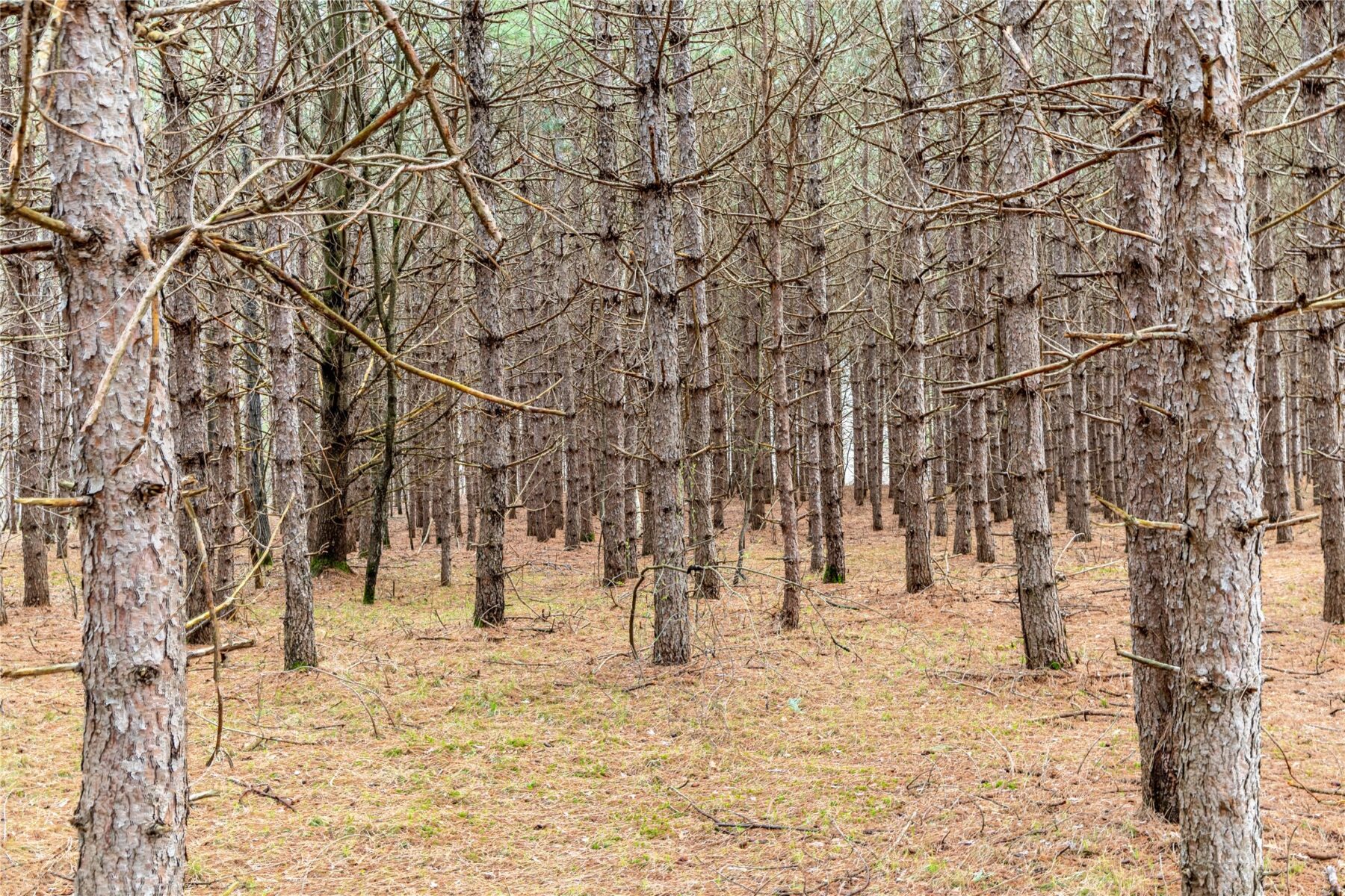 Land at 40 Acres Adams & Jones Road, Bruce, WI 54819 — photo 18