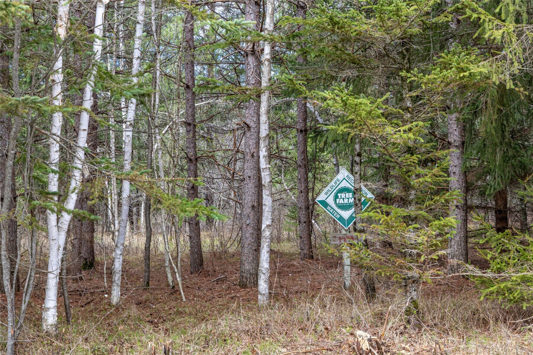 Land at 40 Acres Adams & Jones Road, Bruce, WI 54819 — photo 20