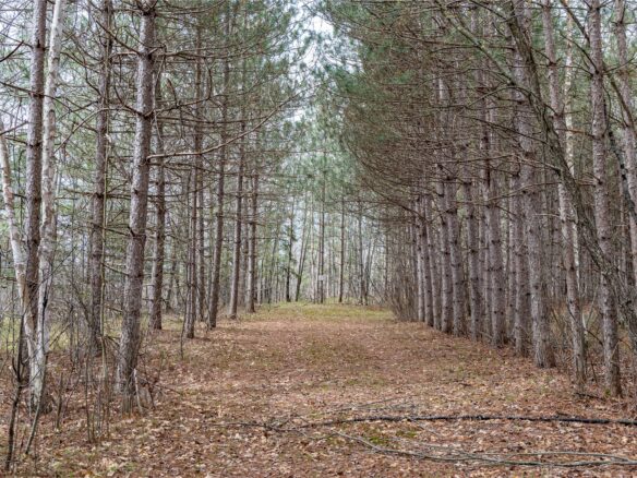 Land at 40 Acres Adams & Jones Road, Bruce, WI 54819 — photo 1