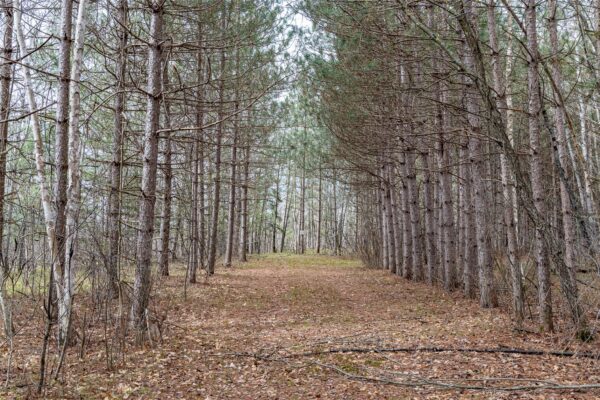 Land at 40 Acres Adams & Jones Road, Bruce, WI 54819 — photo 1