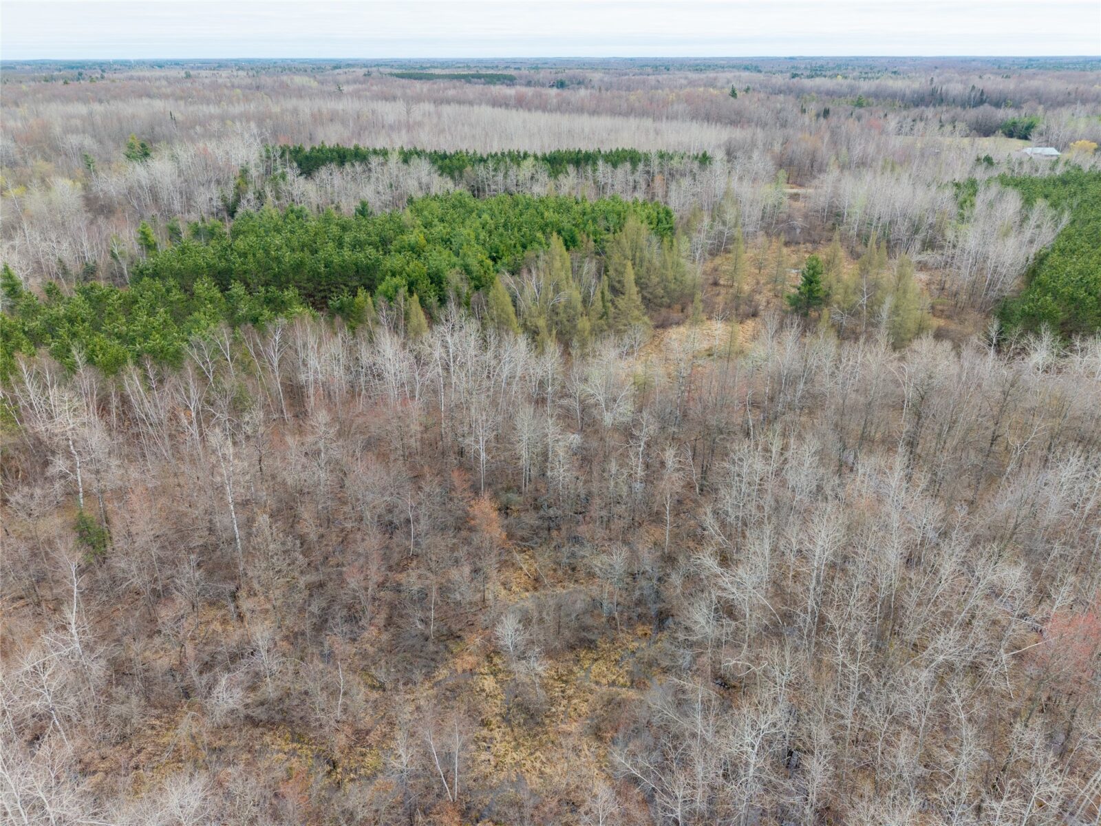 Land at 40 Acres Adams & Jones Road, Bruce, WI 54819 — photo 8