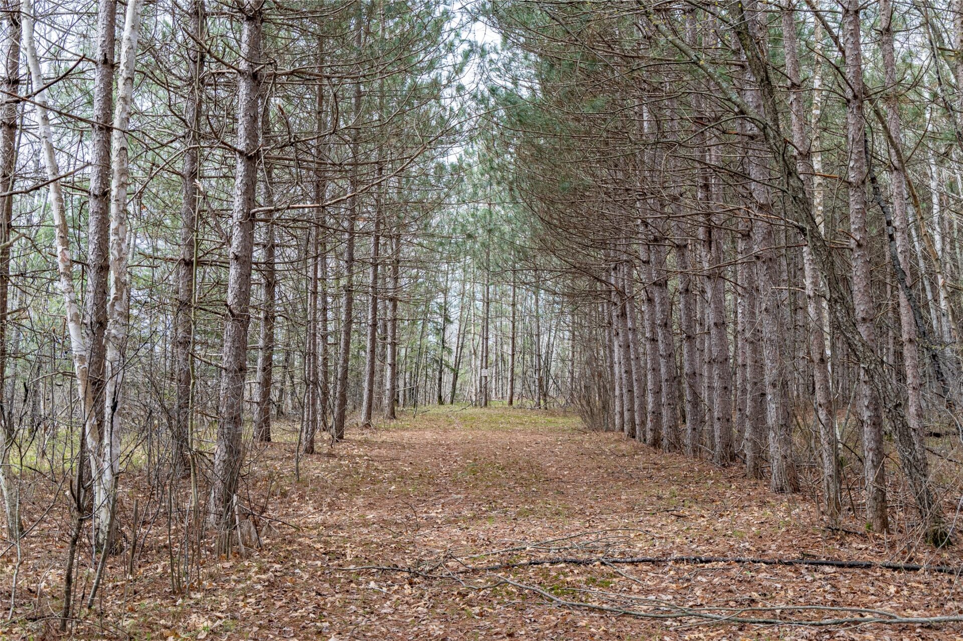 40 Acres Adams & Jones Road Bruce WI 54819