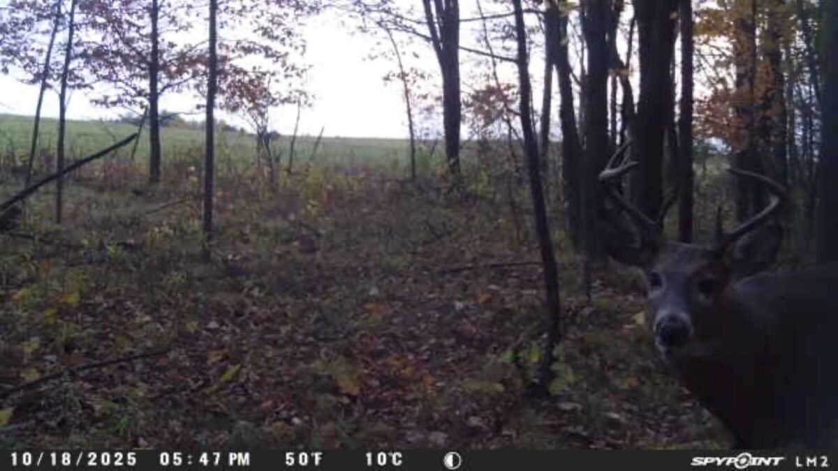 4505 State Highway 27, Cadott, WI