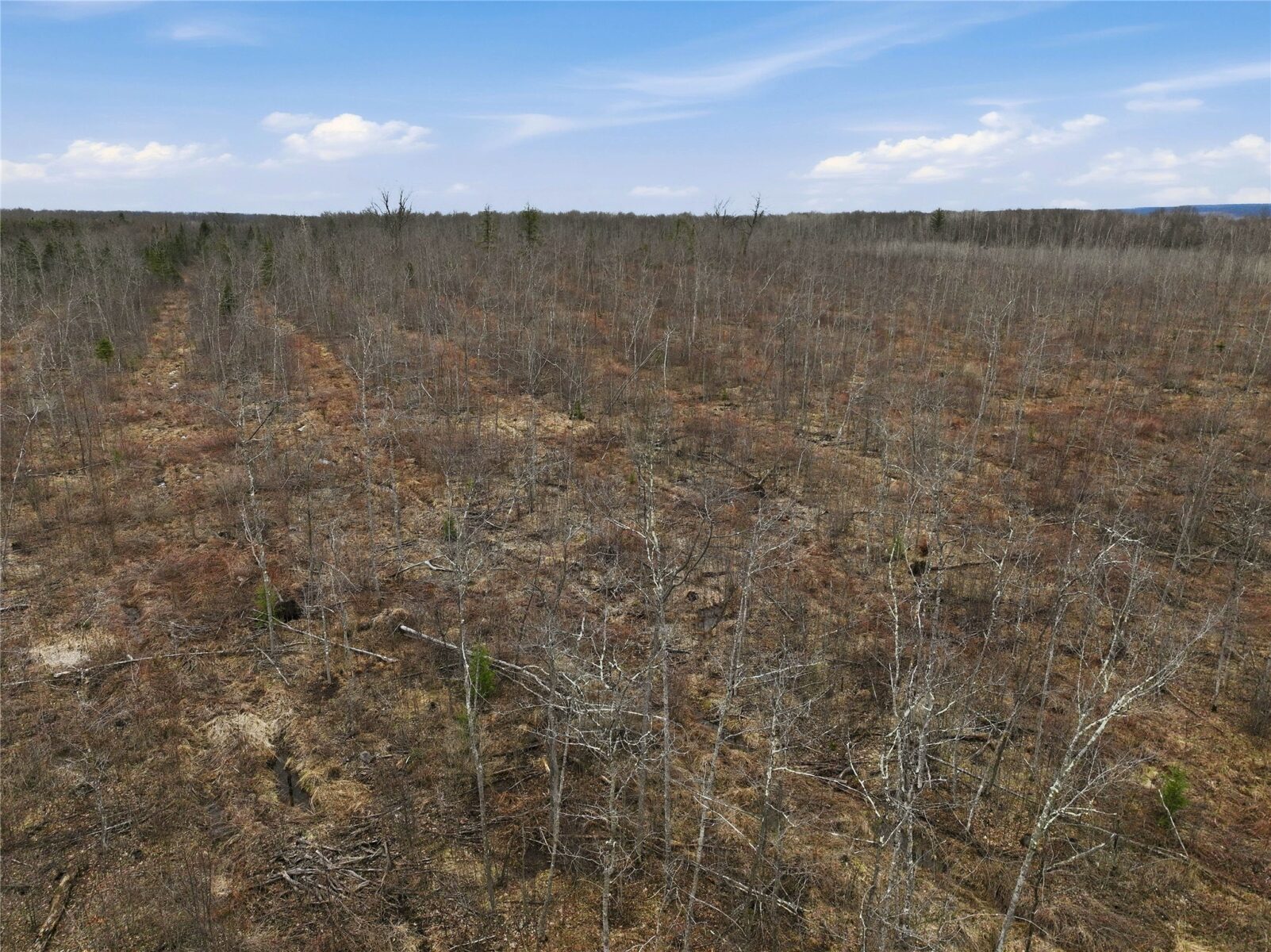 51.54 Acres Along County Road CC, Couderay, WI — photo 8