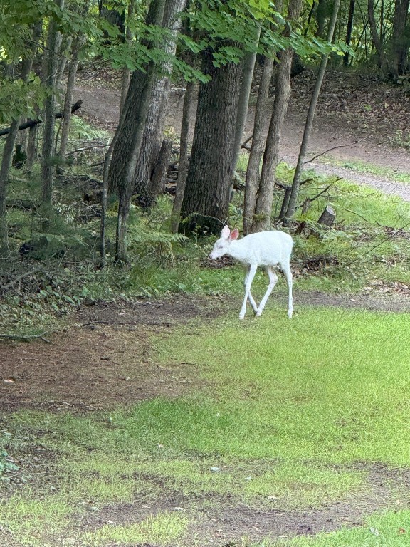 Residential at 6502 Burnikel Road, Siren, WI 54872 — photo 9