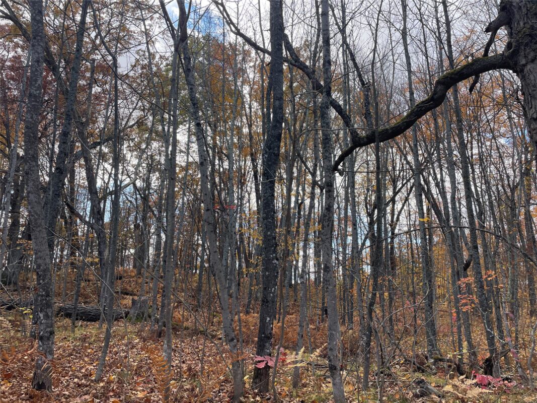 8 W Tanager Trail, Hayward, WI — photo 22