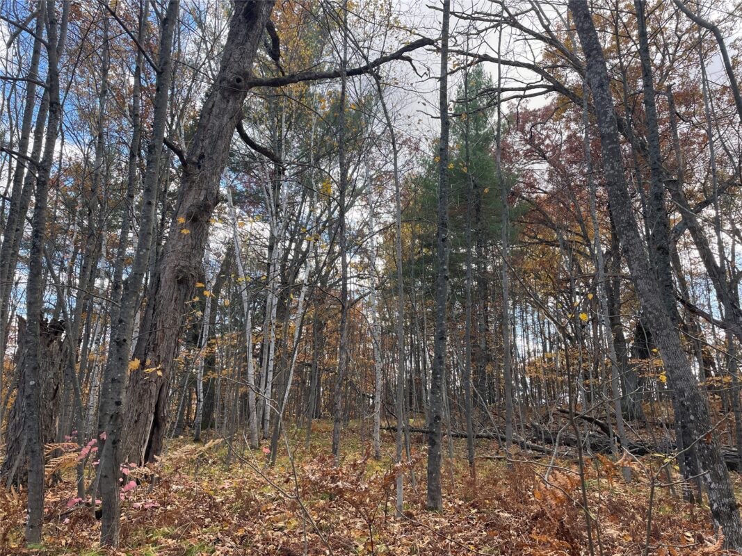 8 W Tanager Trail, Hayward, WI — photo 23