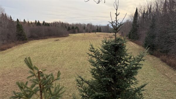 80+/- Acres Off South Park Road, Butternut, WI