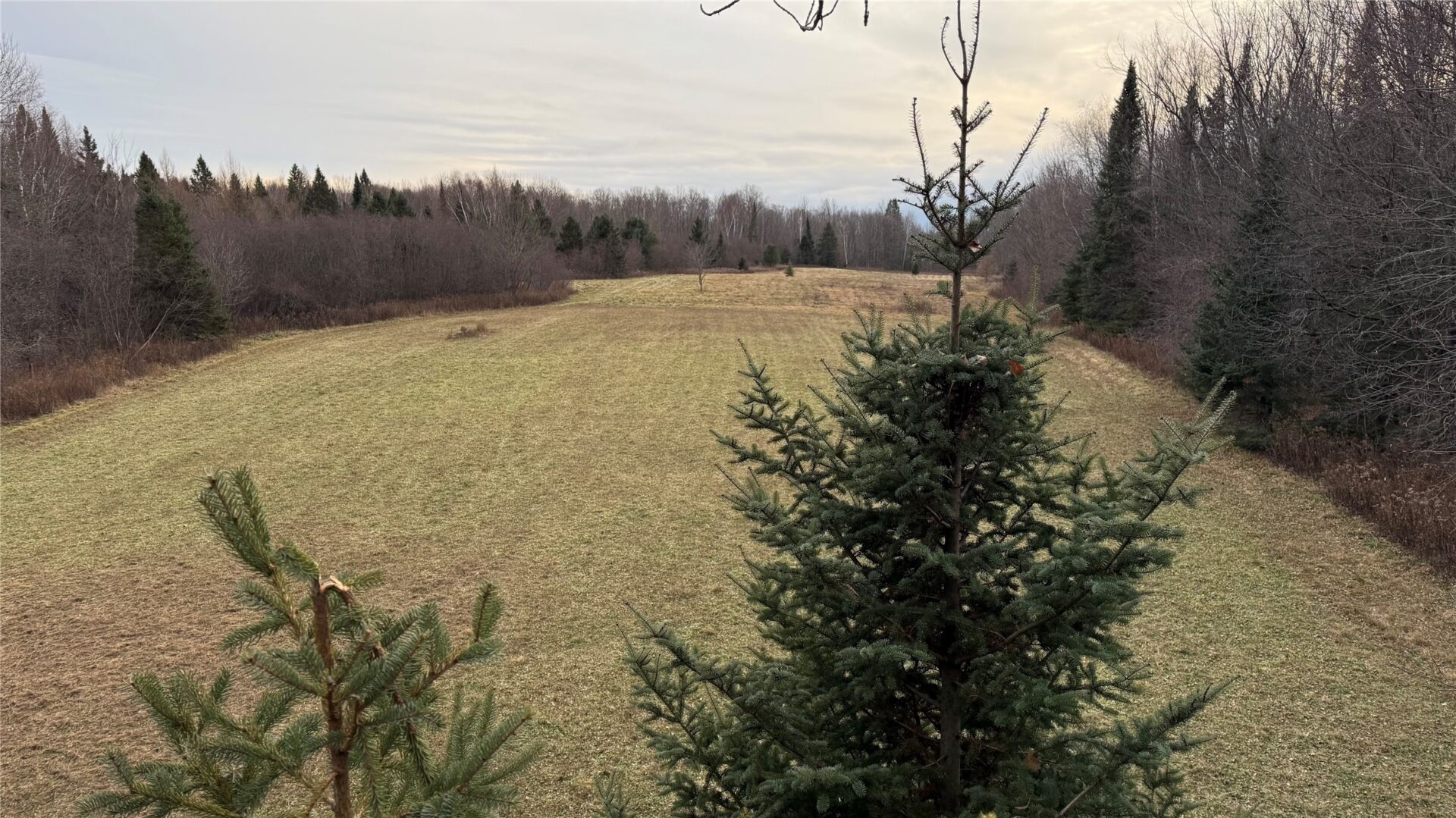80+/- Acres Off South Park Road Butternut WI 54514