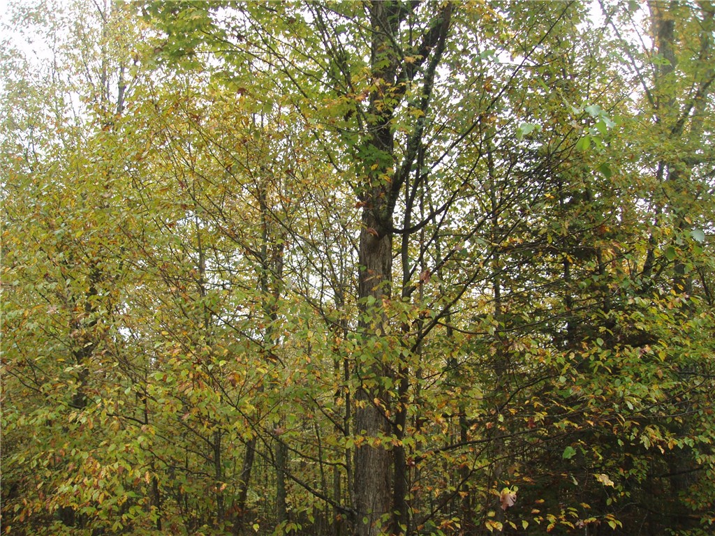 Land at 80+/- Acres On Bass Lake Road, Park Falls, WI 54552 — photo 2