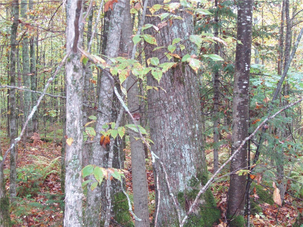 Land at 80+/- Acres On Bass Lake Road, Park Falls, WI 54552 — photo 4