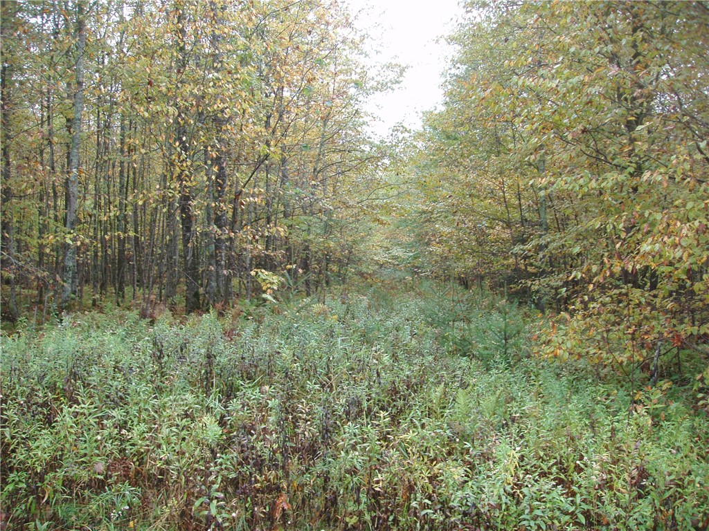 Land at 80+/- Acres On Bass Lake Road, Park Falls, WI 54552 — photo 5
