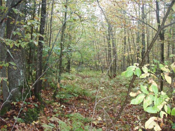 Land at 80+/- Acres On Bass Lake Road, Park Falls, WI 54552 — photo 1