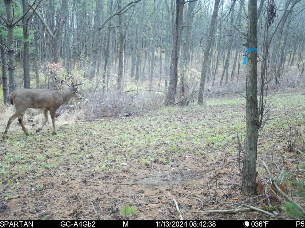 890 S Independence Road, Independence, WI — photo 18