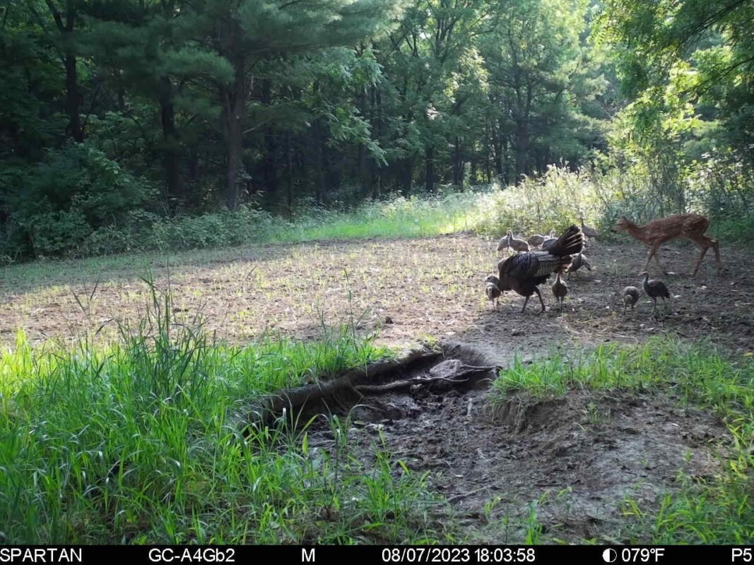 890 S Independence Road, Independence, WI — photo 20