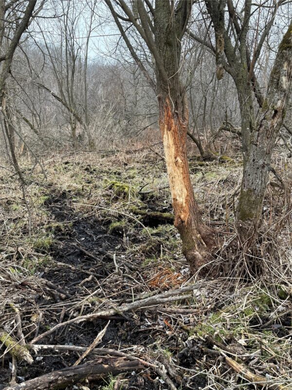 890 S Independence Road, Independence, WI — photo 22