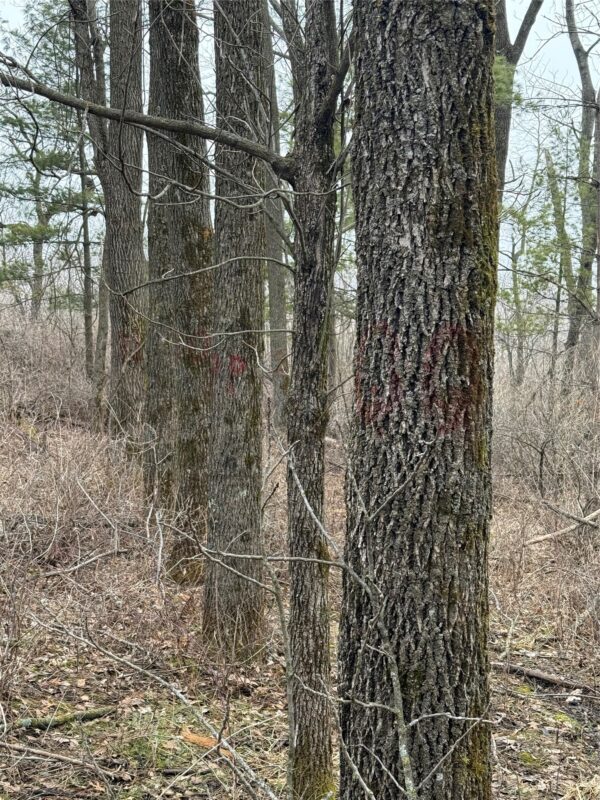 890 S Independence Road, Independence, WI — photo 24