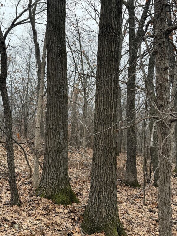 890 S Independence Road, Independence, WI — photo 25