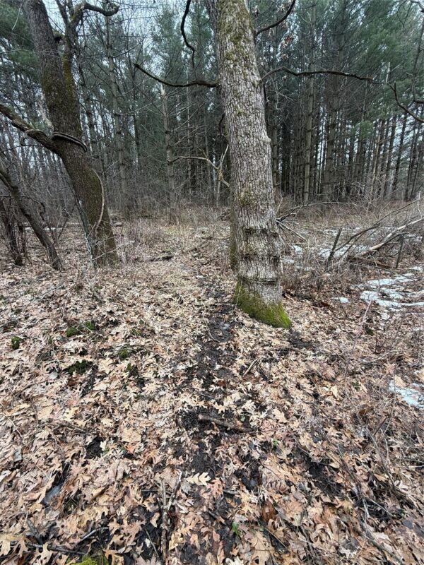 890 S Independence Road, Independence, WI — photo 29