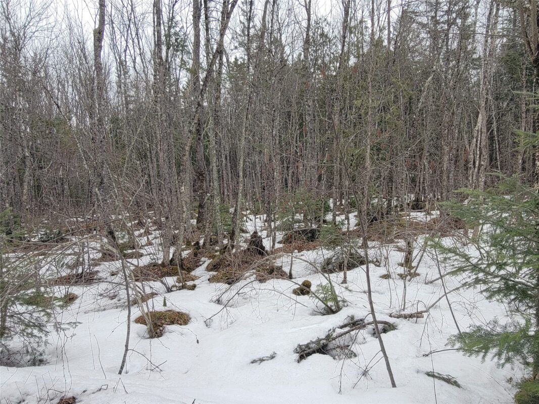 9591N Old Grade Road, Winter, WI — photo 38