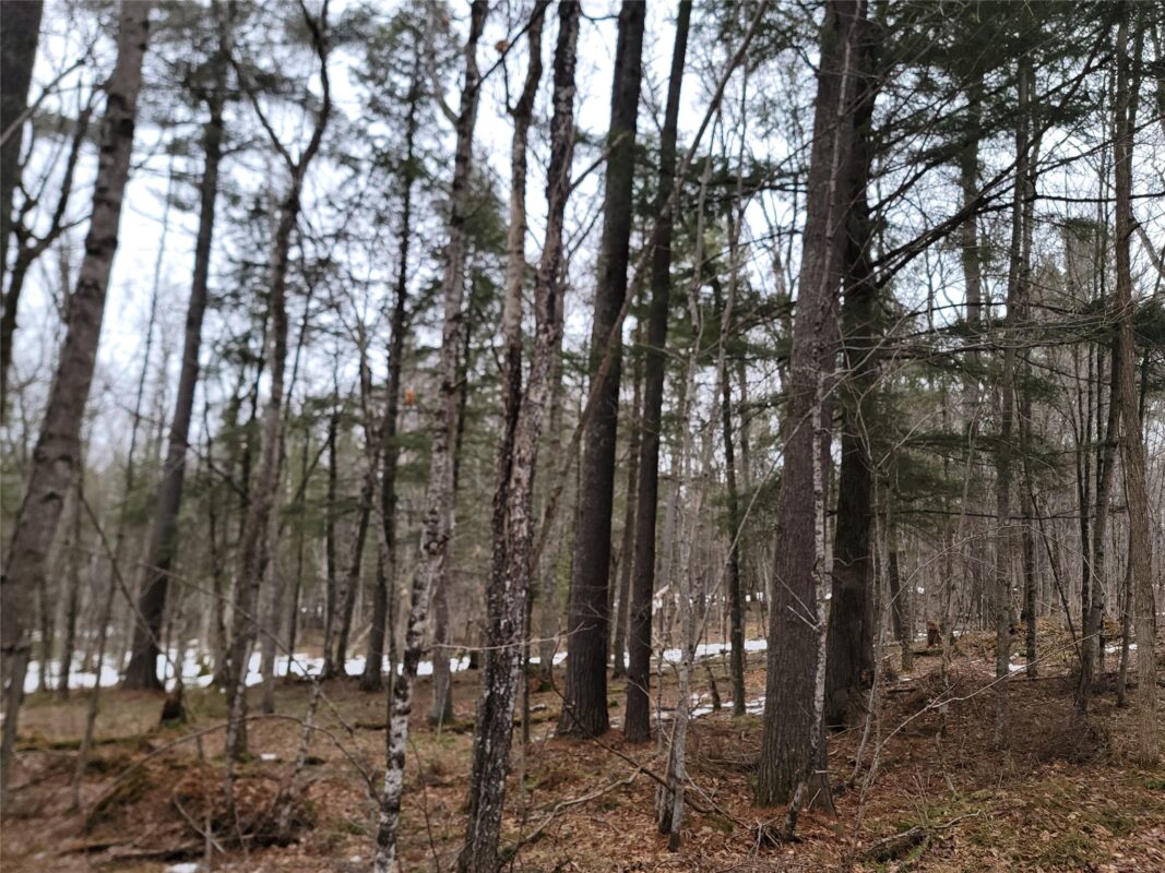 9591N Old Grade Road, Winter, WI — photo 39