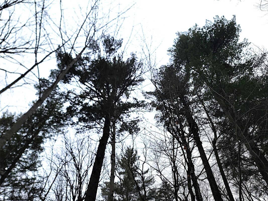 9591N Old Grade Road, Winter, WI — photo 40