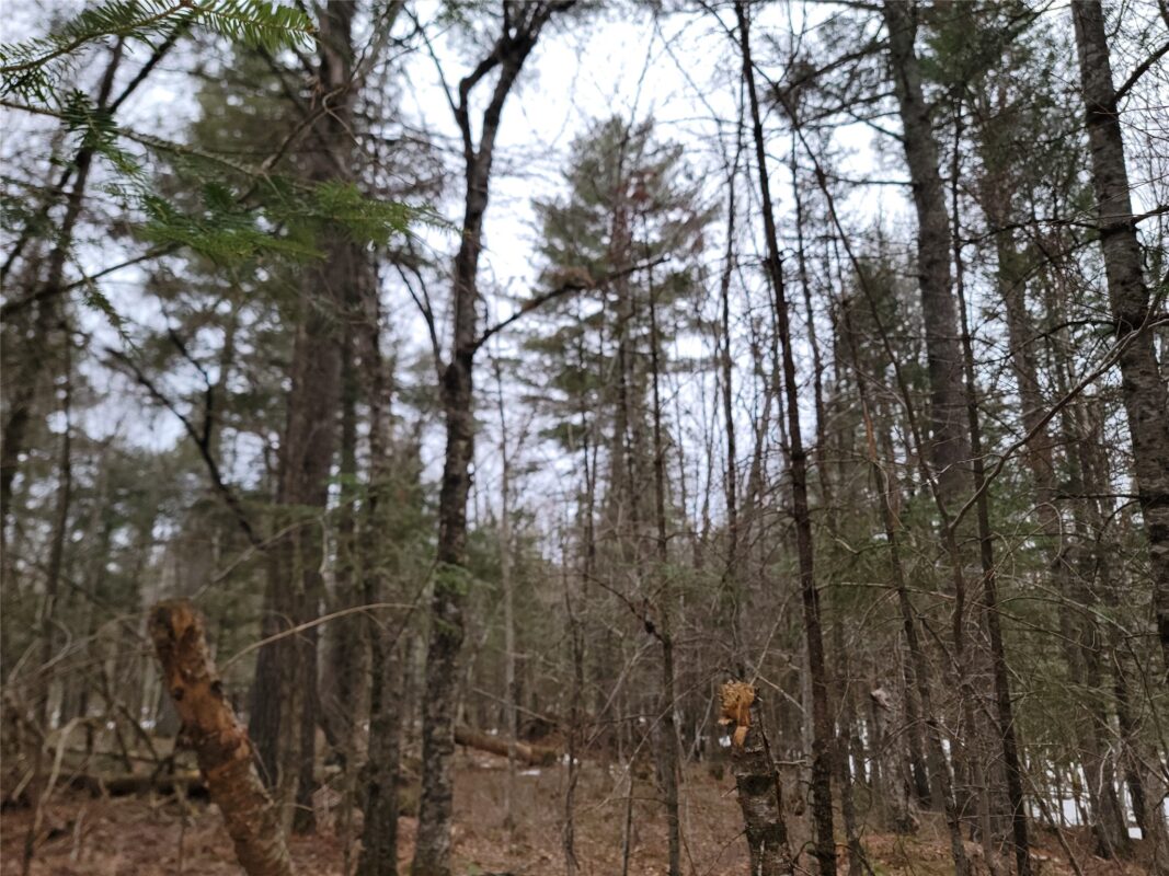 9591N Old Grade Road, Winter, WI — photo 41