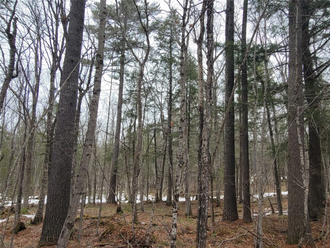 9591N Old Grade Road, Winter, WI — photo 42