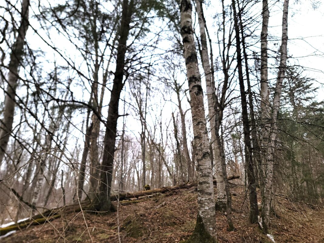 9591N Old Grade Road, Winter, WI — photo 43